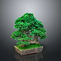 Bonsai Plant With Lush Green Leaves Thick Trunk And Moss In Square Pot