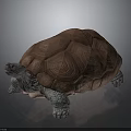 Realistic Tortoise With Brown Patterned Shell And Grey Body On Dark Background 3d model
