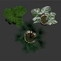 Plants With Lush Green Tropical Leaves In Light Colored Ceramic Planters For Indoor Home Decor