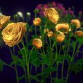 Yellow Flowers With Multiple Blooms Green Stems Leaves On Dark Background And Other Colored Flowers