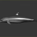 Spotting Dolphin Cartoon Dolphin Animation Dolphin Animation Dolphin Animation Character Game Character 3d model
