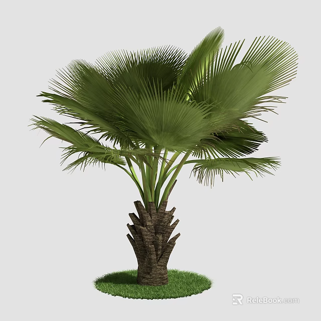Lush Tropical Palm Tree with Large Green Fronds and Grass Base 3d model 