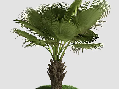 Lush Tropical Palm Tree with Large Green Fronds and Grass Base 3d model