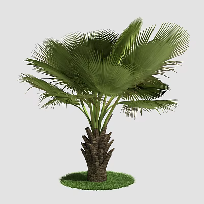 Lush Tropical Palm Tree with Large Green Fronds and Grass Base 3d model