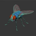 Fly With Red Eyes Blue Body Transparent Wings And Black Legs On Dark Background