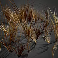 Clusters of Wispy Golden Brown Dried Grass Plants on Dark Background