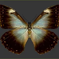 Exquisite Brown And Iridescent Blue Butterfly With Spotted Spread Wings On Dark Background