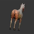 Detailed Horse Anatomy Model Showing Muscle Structure Organ Details And Hair Traits