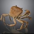 Orange Brown Crab Whole Body With Legs And Claws On Dark Reflective Surface