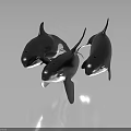 Three Black And White Orcas Swimming In Dark Background With Reflective Surface