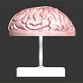 Detailed Human Brain Anatomical Model As Educational Medical Device With Display Stand
