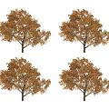 Four Autumn Arbor Trees With Brown Leaves And Full Crown Shape 3d model