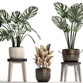 Various Potted Plants In Woven And Handled Pots On Wooden Stools