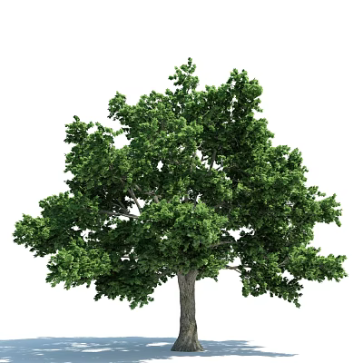The Modern Tree 3d model