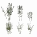 Different Bamboo Varieties in Natural Clusters With Various Heights and Lush Foliage