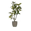 Indoor Potted Plant With Lush Green Leaves Slim Branches In Minimalist Pot Against White Wall