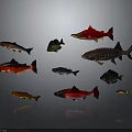 Various Fish Species With Different Colors And Shapes Displayed On Dark Background
