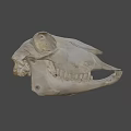 Detailed Animal Skull Skeleton With Visible Teeth And Bone Structure 3d model