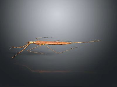 Long Legged Brown Insect Displaying Slender Body on Gray Background With Reflection 3d model