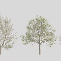 Three Trees With Various Leafy Branches And Natural Trunk Structure On Gray Background 3d model