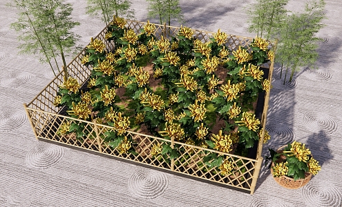 chrysanthemum field chrysanthemum planting golden chrysanthemum bamboo fence flower field planting 3d model