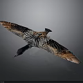Flying Duck With Spread Wings And Brown Black Striped Feathers On Gray Background