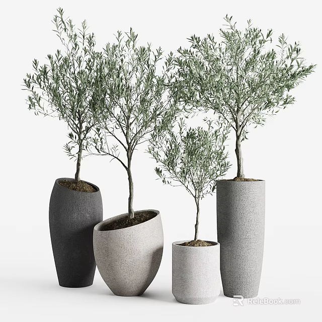 Bonsai Olive Trees in Modern Concrete Pots with Different Sizes for Home Decor 3d model 