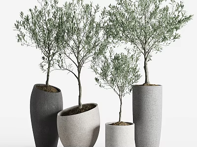 Bonsai Olive Trees in Modern Concrete Pots with Different Sizes for Home Decor 3d model