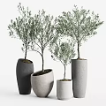 Bonsai Olive Trees in Modern Concrete Pots with Different Sizes for Home Decor 3d model