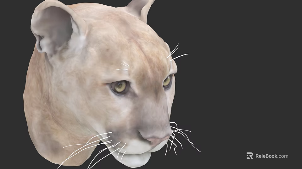Realistic Puma Head Close Up With Yellow Eyes Detailed Fur And Black Background 3d model 