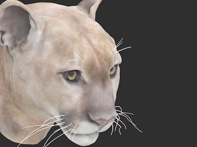Realistic Puma Head Close Up With Yellow Eyes Detailed Fur And Black Background 3d model