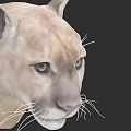 Realistic Puma Head Close Up With Yellow Eyes Detailed Fur And Black Background