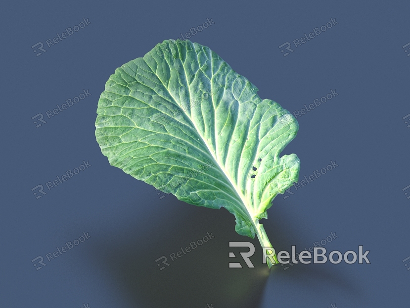 vegetable leaf food model