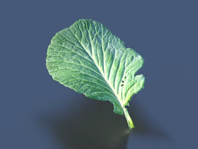 Fresh Green Cabbage Leaf With Distinct Veins Against Gray Background 3d model