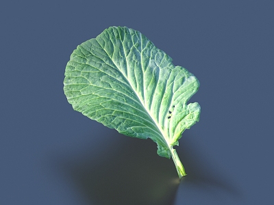 vegetable leaf food model