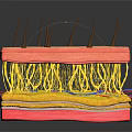 Human Skin Structure with Hair Follicles Layers and Blood Vessels Anatomical Model