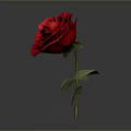 Beautiful Red Rose Plant with Green Leaves and Stem on Gray Background