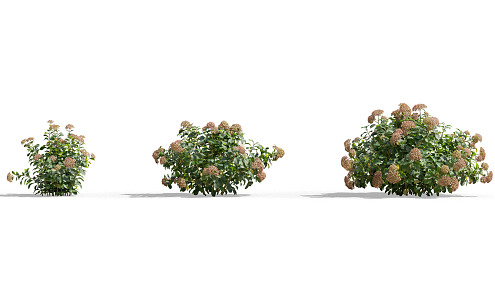 Modern shrubs 3d model