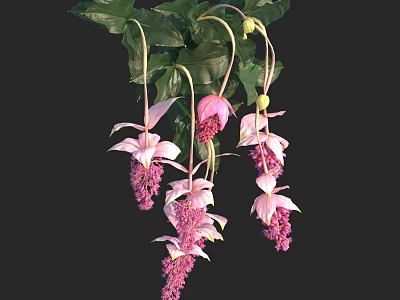 Pink Hanging Flowers And Green Plants With Delicate Petals And Soft Leaves For Decor 3d model
