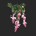 Pink Hanging Flowers And Green Plants With Delicate Petals And Soft Leaves For Decor