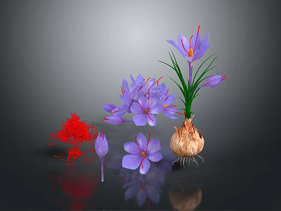 Saffron Plant With Purple Flowers Red Stigmas And Bulbous Corm 3d model