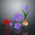 Saffron Plant With Purple Flowers Red Stigmas And Bulbous Corm