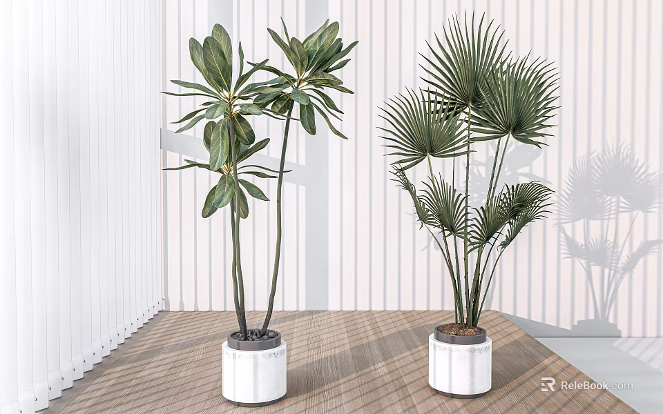 Large Indoor Potted Plants With Palm Like Leaves And Broad Foliage In White Pots 3d model 