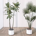 Large Indoor Potted Plants With Palm Like Leaves And Broad Foliage In White Pots