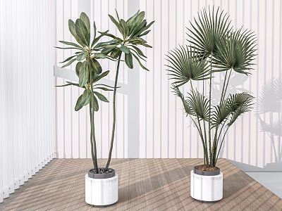 Large Indoor Potted Plants With Palm Like Leaves And Broad Foliage In White Pots 3d model