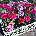 Colorful Garden Flowers In Pink Purple Red With White Lattice Fence And Green Leaves