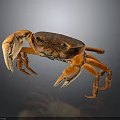Orange and brown crab with large claws standing on dark background with reflection 3d model