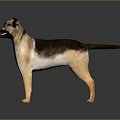 German Shepherd Dog With Brown And Black Fur Standing In Studio Lighting