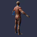 Game and Movie Character 3D Rendered Model with Human Anatomy Muscle and Internal Organ Details
