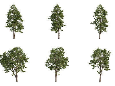 Maowang Tree Landscape Tree Big Tree Street Tree 3d model